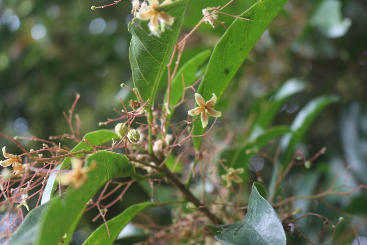 Sterculia lanceolata Cav.